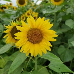 Meet your Posher, Sydney